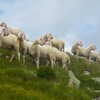 Uno sguardo indietro: le pecore sui pascoli alpini ai piedi del Montone. Foto: BS, &copy; Peer