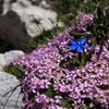 La flora e fauna alpina che ci circonda &egrave; veramente impressionante e degno di nota. Foto: EMS, &copy; Peer