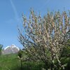 Primavera a Terento - le vette coperte di neve e gli alberi in piena fioritura attirano gli sguardi. Foto: BS, &copy; Peer