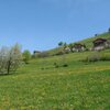 Bellissimi masi e prati verdeggianti costeggiano il nostro sentiero verso la malga Pertinger. Foto: BS, &copy; Peer