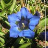 La genziana, un fiore protetto! Foto: BS, &copy; Peer