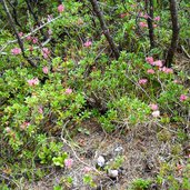 cortina blumen