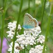 blaeuling schmetterling