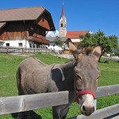 Esel mit Pfalzen im Hintergrund asino e falzes