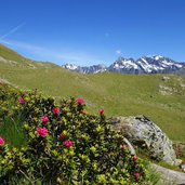 noerdlicher goiselemandlsteig alpenrosen