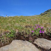 steinprimeln bei goiselemandlsteig