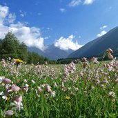 blumenwiesen im antholzer tal prati valle anterselva