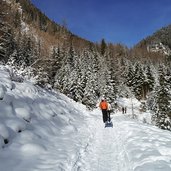 schnee winterwald nadelbaeume weg vals fane alm rodeln