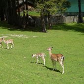 damwild damhirsche bei antholzer see