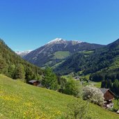 vintl wiesen bei bergl richtung weissen hof fruehlingsblumen dahinter eidechsspitz