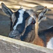 tierpark toblach