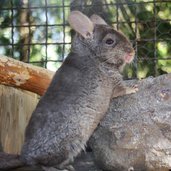 tierpark toblach