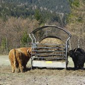 tierpark toblach