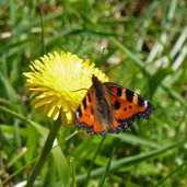 fuchs schmetterling auf loewenzahn