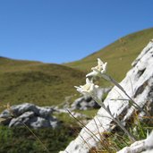 edelweiss bei kreuzkofel