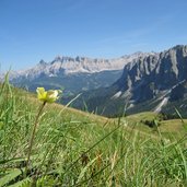 schwefelanemone bei medalges dahinter fanesgruppe