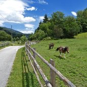 radweg kiens vintl pferde pony ciclabile pusteria vandoies cavalli