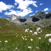 pojeralm wiesen biotop