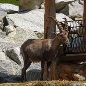 reierhof gsies steinbock