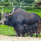 reierhof gsies yak