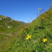 karnischer kamm weg tilliacher joch flora arnika