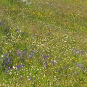 blumenwiese bei conny alm golzentipp