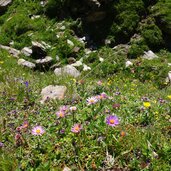 flora oberhalb tschiffernaunalm