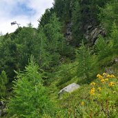 wald bei baumgrenze klausberg arnika