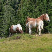 haflinger pferde