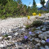 alpenmohn am wegesrand weg fanes