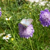 schmetterling blaeuling auf blume skabiose