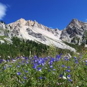 glockenblumen wiese bei kleinfanes dahinter furcia dl fers eisengabelspitzen