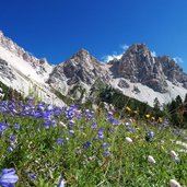 glockenblumen wiese bei kleinfanes dahinter furcia dl fers eisengabelspitzen fanes