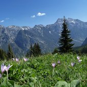 herbstzeitlosen almwiesen bei enneberg