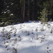 spuren rotwild im schnee