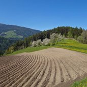 fruehling wiesen und acker am weg a oberhalb von kniepass fr