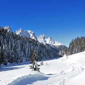 sausbeerwald dahinter schusterspitzen winter