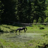 schaufelmoos biotop mit pferd