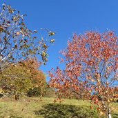 baeume herbst bei hofern