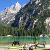 pragser wildsee pferd