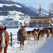 olang oberolang pferde winter valdaora cavalli horses inverno