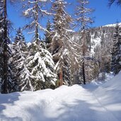 winterwald am weg zur pertinger alm