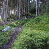 waldboden unterhalb leckfeldalm fussweg abkuerzung