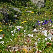 blumen am weg zum leckfeldsattel