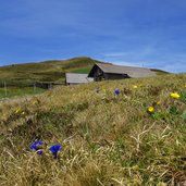 burgstallalm fruehling blumen