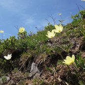 burgstallalm wiesen schwefelanemonen