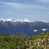 fruehling bei burgstallalm