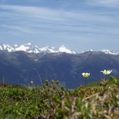 fruehling bei burgstallalm