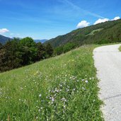 wiesen am schmetterlingsweg oberhalb von st sigmund kiens