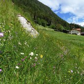 blumenwiesen am pfunderer talweg zwischen niedervintl und weitental